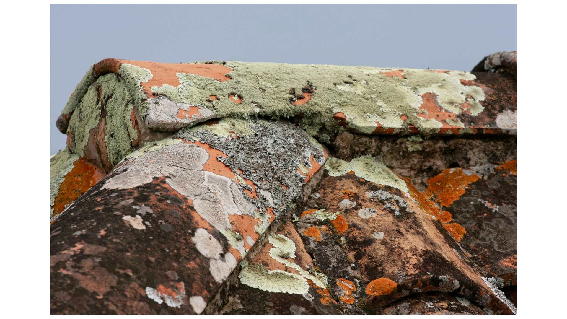 Types encrassement toiture mousses algues lichens hydrocarbures traitement Avatix